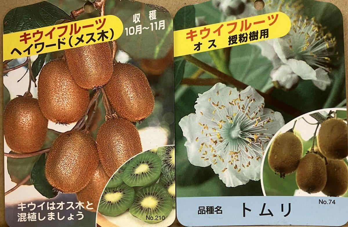 緑実 キウイフルーツ 苗木セット 植木、庭木 緑実 キウイフルーツ 苗木セット 植木、庭木