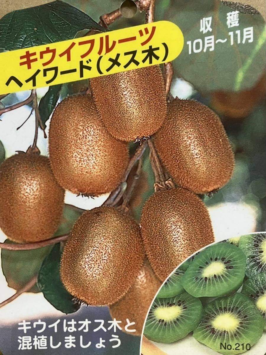 1本で実が成る キウィフルーツ 苗木 | monsterdog.com.br