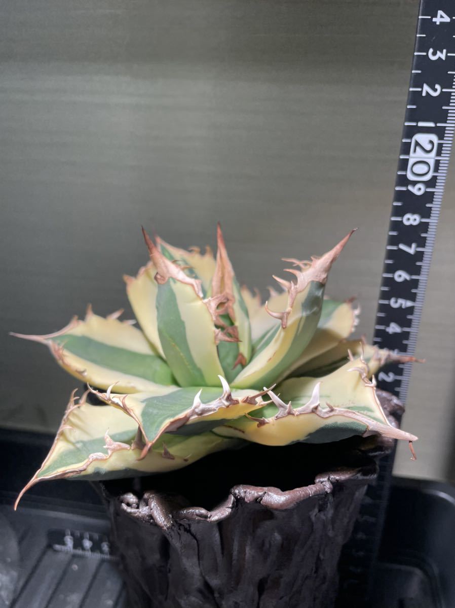 アガベ スナグルトゥース チタノタ レア株 胴切り天(検 agave オテロイ