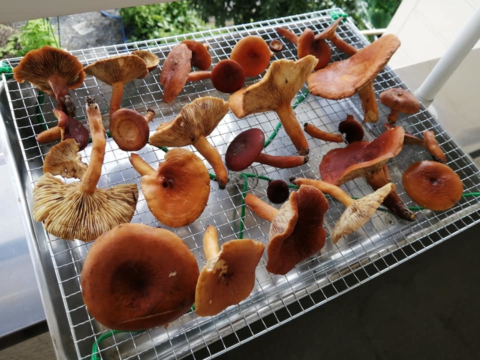 冷凍チタケ1200g（約50人前）クール便にて