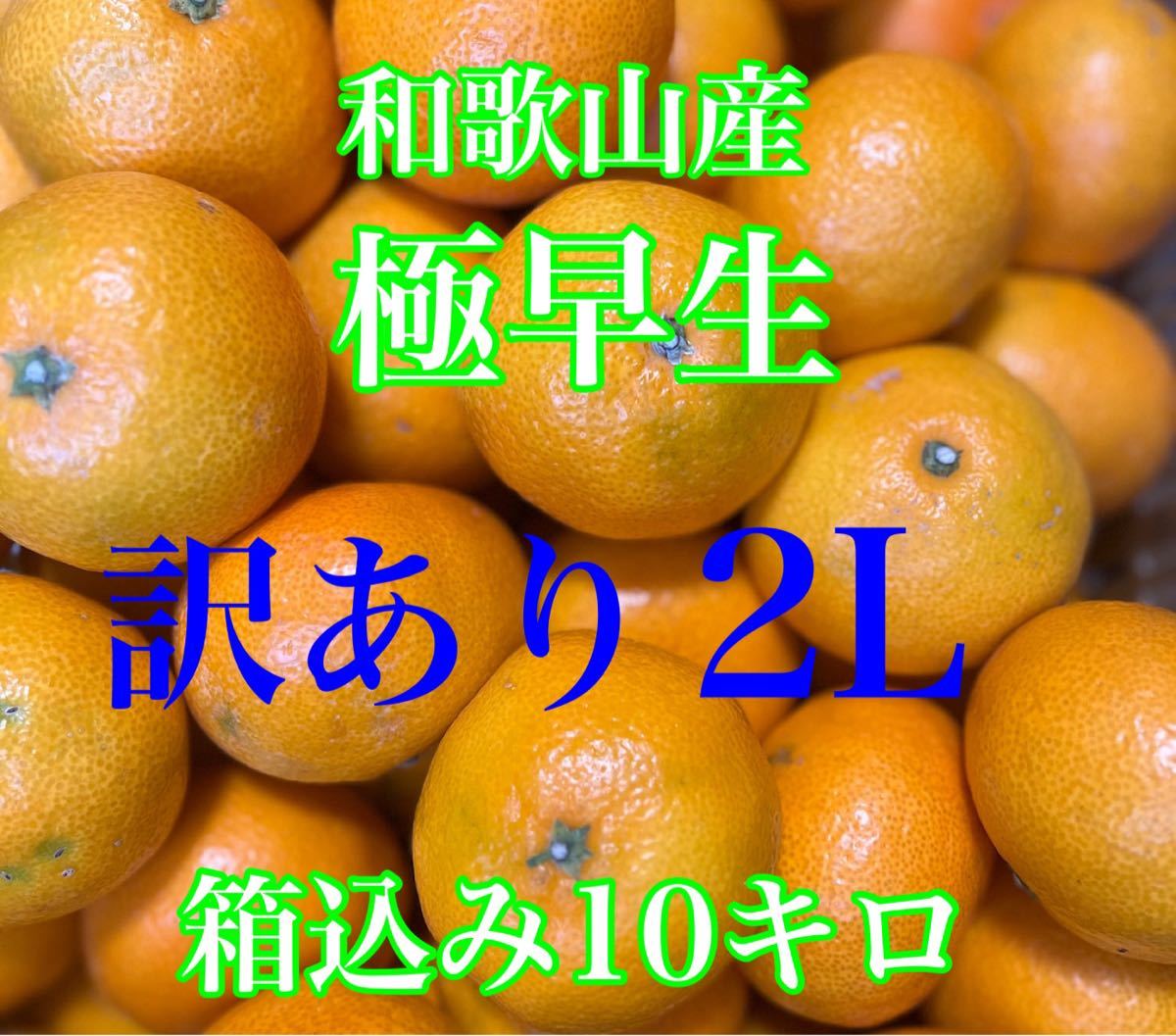 ブランドのギフト 極早生 摘果ミカン 箱込み約1.2㎏