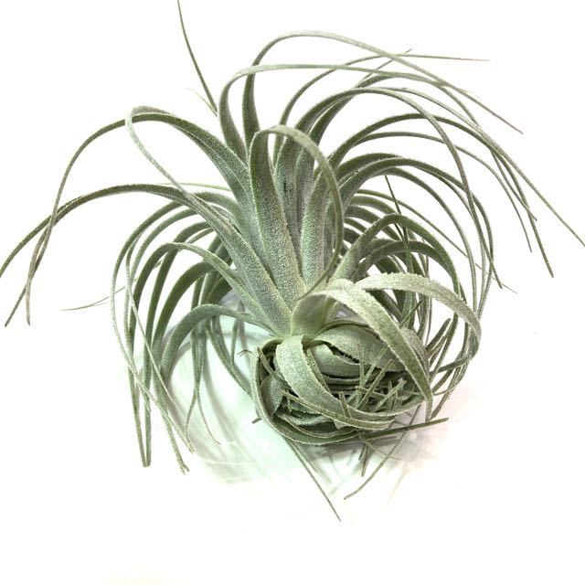 現品) チランジア チャペウエンシス var. chapeuensis (No.21940) ティランジア (エアープランツ チュリフォルミス  tuirriformis) 観葉植物 | aguaabryl.com