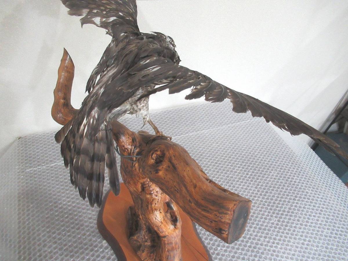 在庫限品 鷲鷹の置物（鳥の剥製置物） 置物