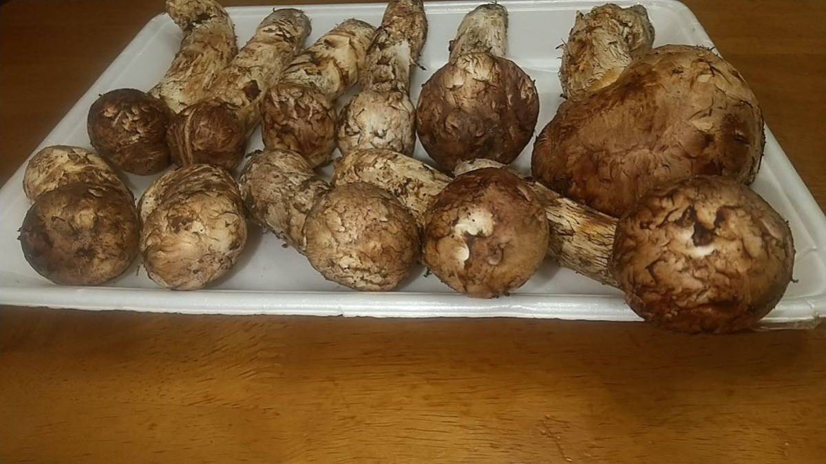 岩手県産 国産 松茸 マツタケ 513g 本日採取 10月15日 野菜、果物 岩手県産 国産 松茸 マツタケ 513g 本日採取 10月15日 野菜、果物