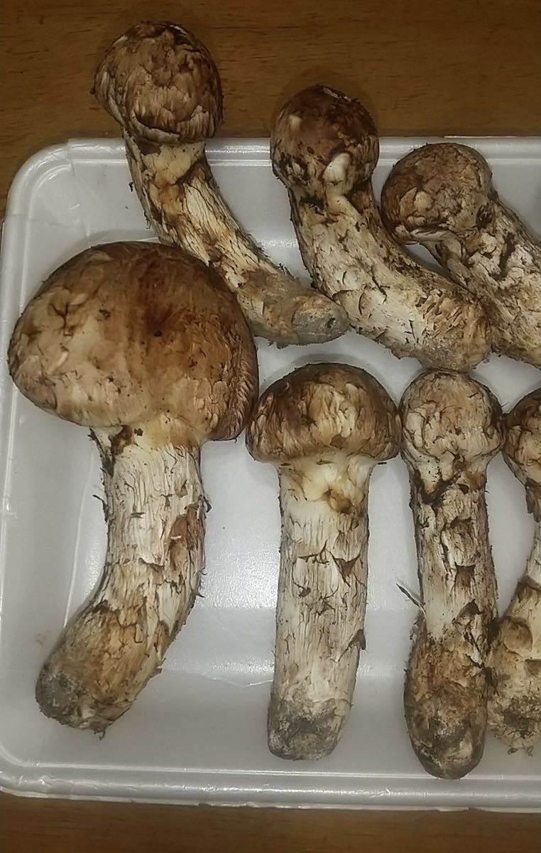 岩手県産 国産 松茸 マツタケ 513g 本日採取 10月15日 野菜、果物 岩手県産 国産 松茸 マツタケ 513g 本日採取 10月15日 野菜、果物