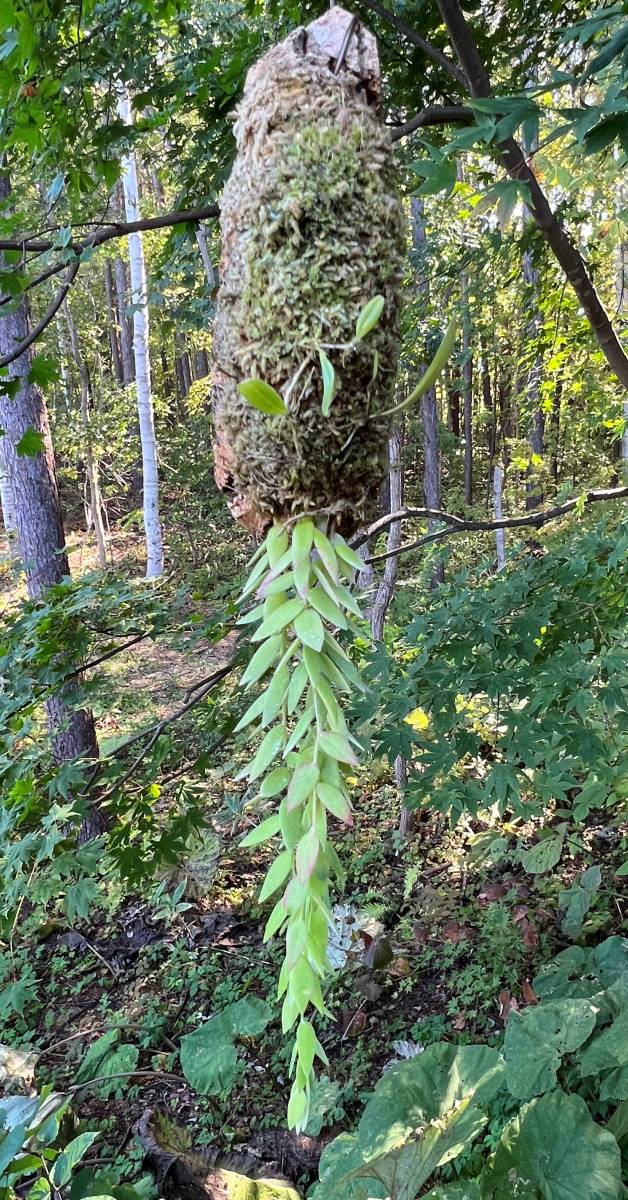 高評価なギフト Ceratostema rauhii・ケラトステマ ラウヒー・着生ツツジ・観葉 その他観葉植物
