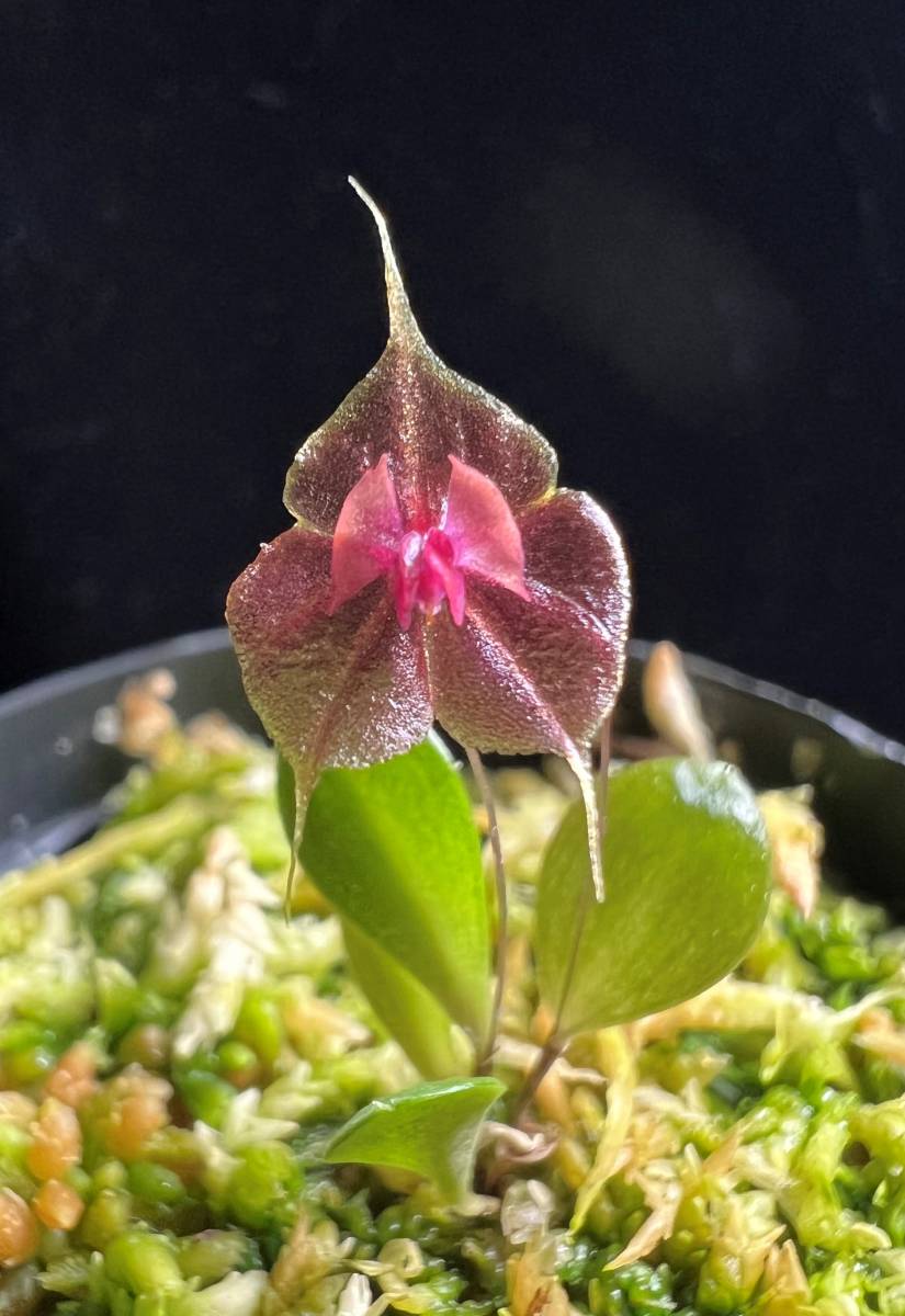 Yahoo!オークション - レパンテス ツボタエ・Lepanthes tsubotae Yahoo!オークション - レパンテス ツボタエ・Lepanthes tsubotae