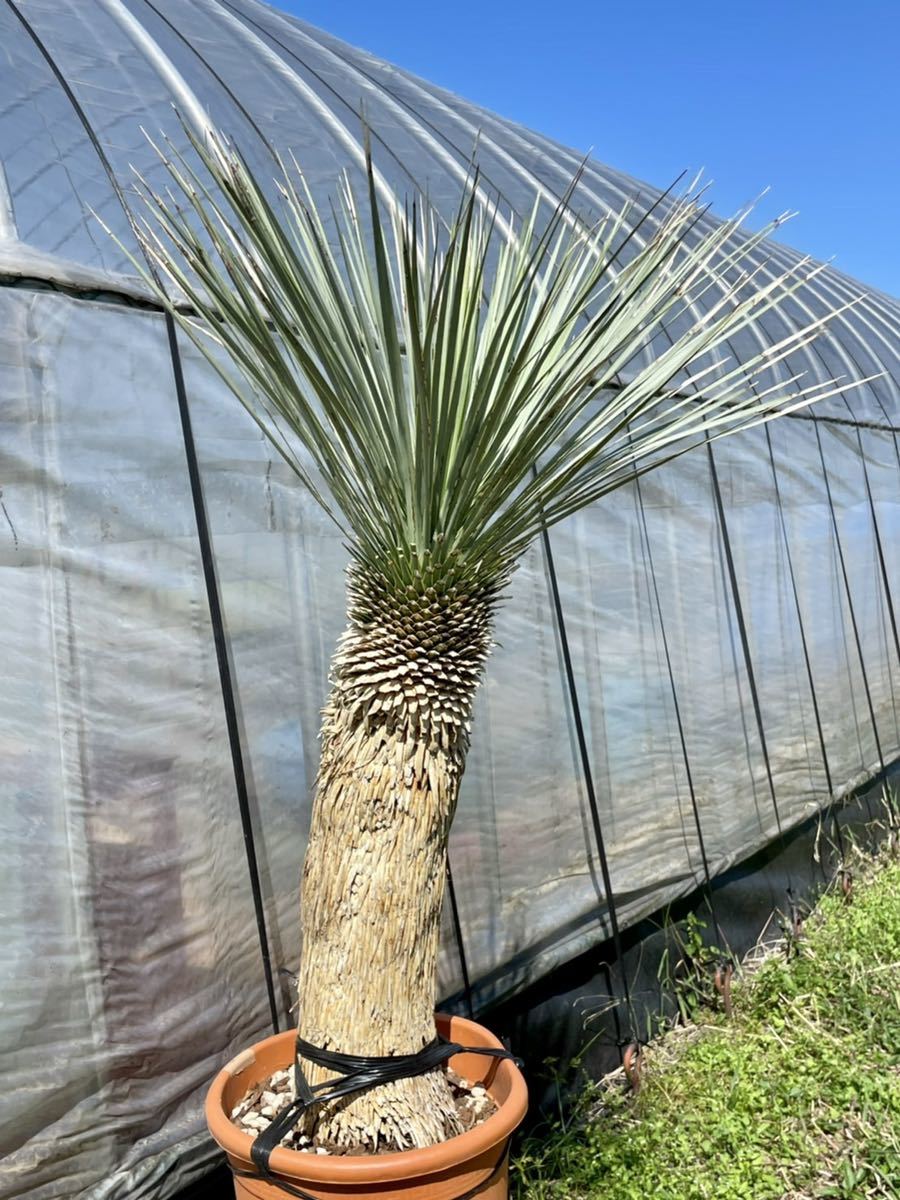 植物/観葉植物 ユッカ ロストラータ 幹70センチ 11月27日午前中まで特価 植物/観葉植物 ユッカ ロストラータ 幹70センチ 11月27日午前中まで特価