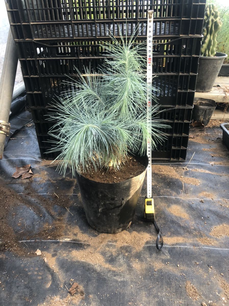 pinus maximartinezii マルチネスピニョン 松 マツ pinus maximartinezii マルチネスピニョン 松 マツ