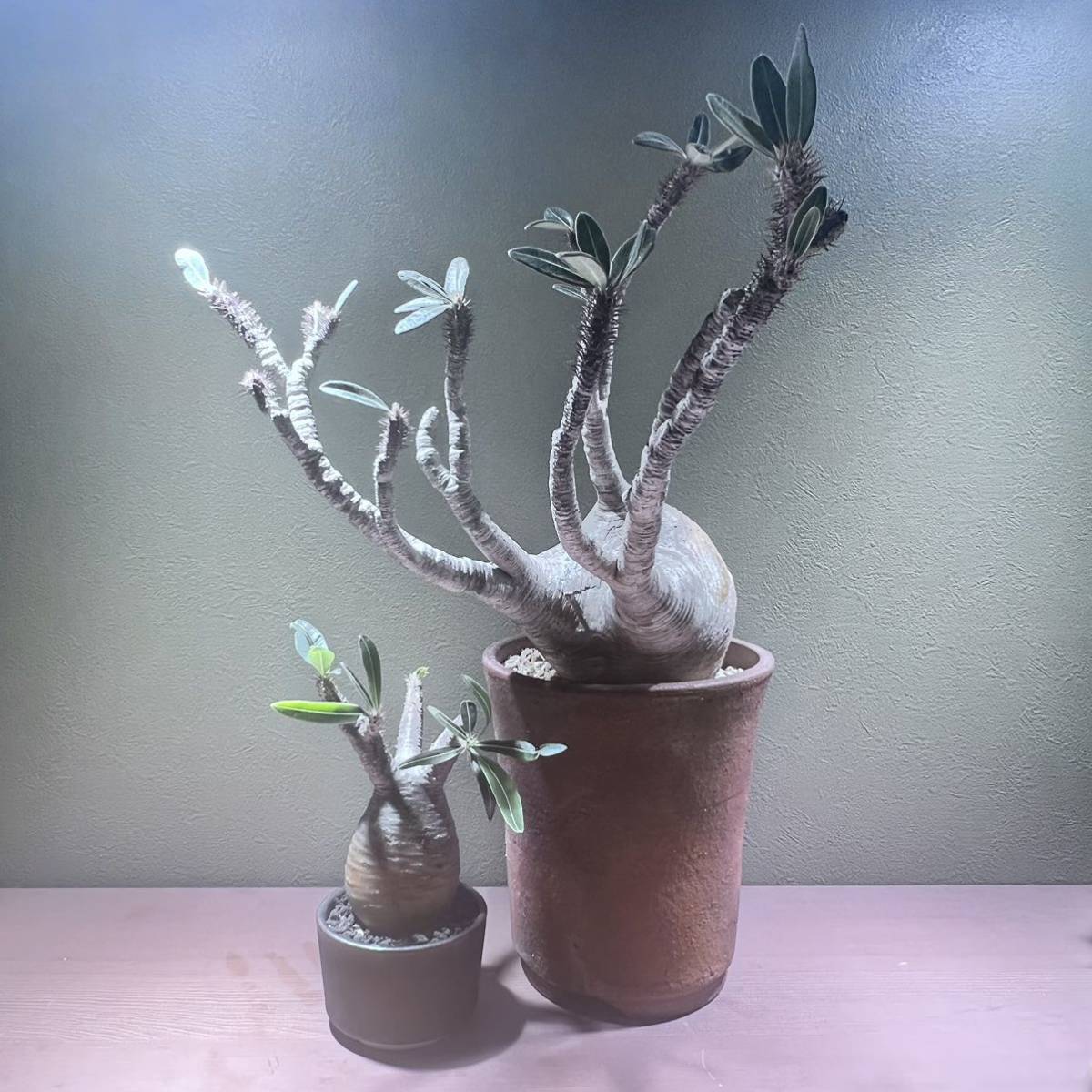 中株 グラキリス 発根済 マダガスカル 現地株 / 塊根植物 コーデックス