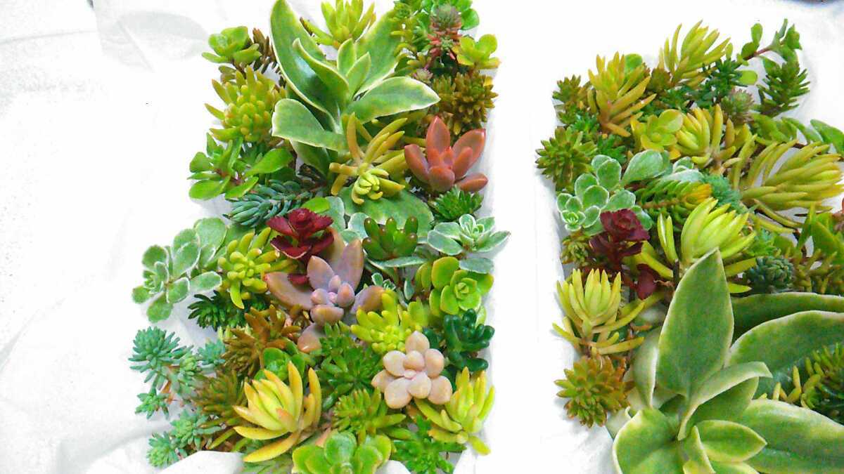 【2パックセット】 多肉植物 カット苗 セダム 詰め合わせ 125 【2パックセット】 多肉植物 カット苗 セダム 詰め合わせ 125
