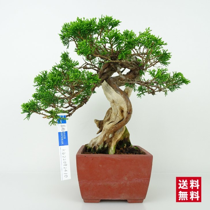 盆栽 真柏 しんぱく Juniperus chinensis シンパク ”ジン シャリ