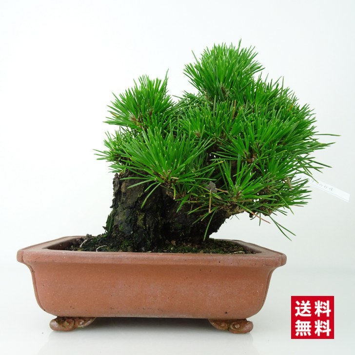 盆栽 黒松 くろまつ Pinus thunbergii クロマツ マツ科 常緑針葉樹