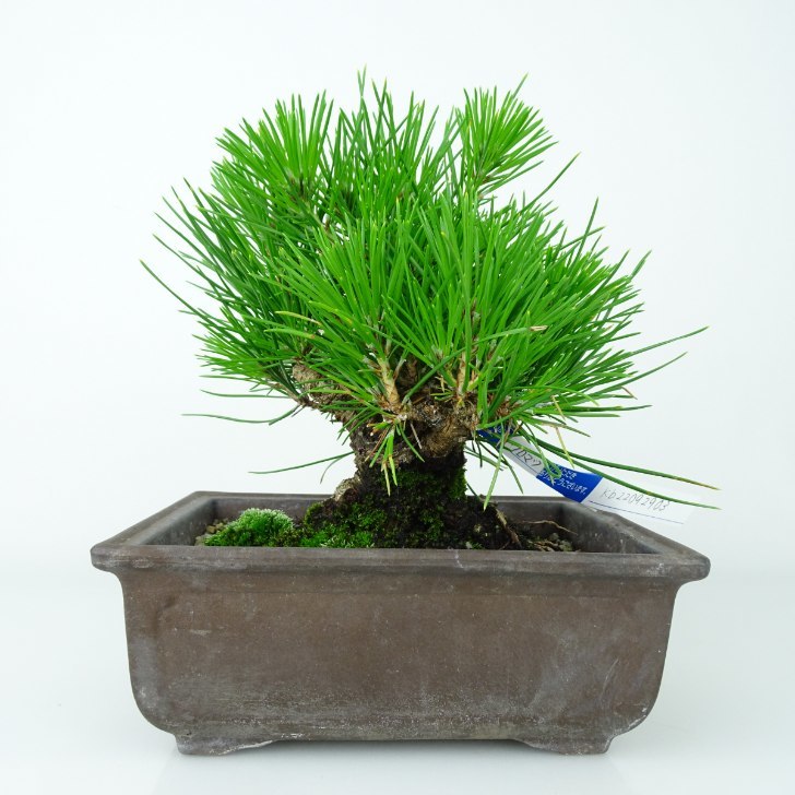 盆栽 黒松 くろまつ Pinus thunbergii クロマツ マツ科 常緑針葉樹