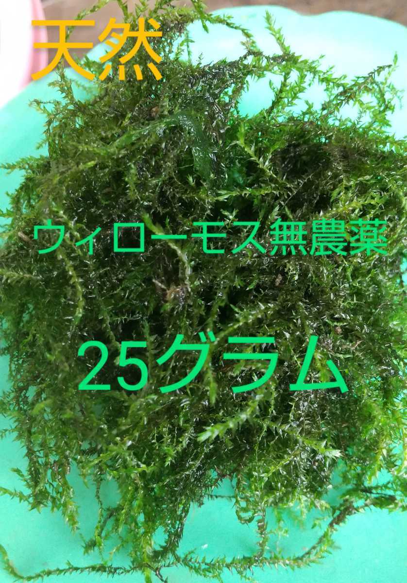 Paypayフリマ 天然ウィローモス無農薬25グラム Paypayフリマ 天然ウィローモス無農薬25グラム