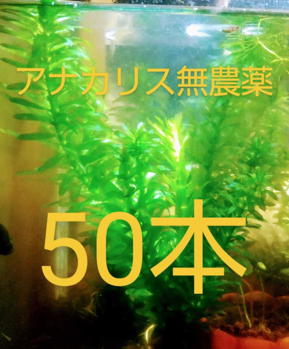 大切な 10本20cm以上 無農薬アナカリス オオカナダモ 餌水草金魚草金魚藻 10本20cm以上 無農薬アナカリス(オオカナダモ)餌水草金魚草金魚藻
