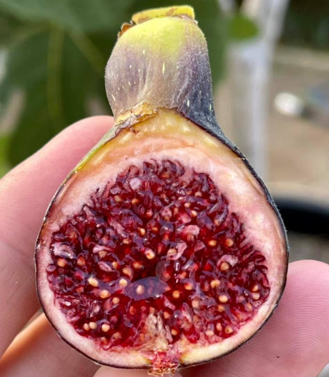 Coll de Dama イチジク Mutant CDDM 苗 植物 | shalva.org.il