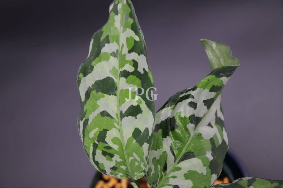 NEW新品 ② アグラオネマ アンダマン ポートブレア北部地域 出射便 芋