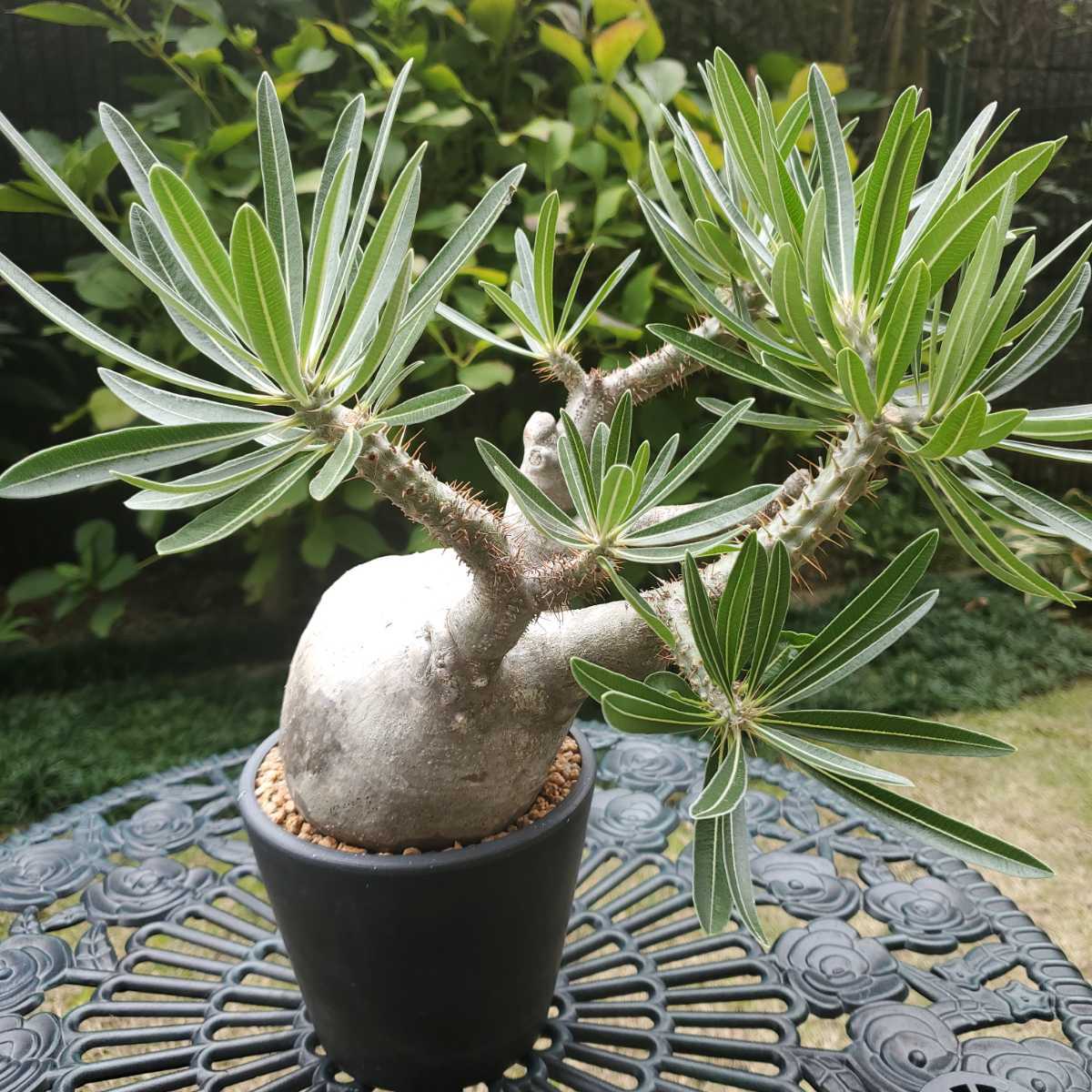 Pachypodiuｍ パキポディウム グラキリス ベアルート 塊根植物 125-