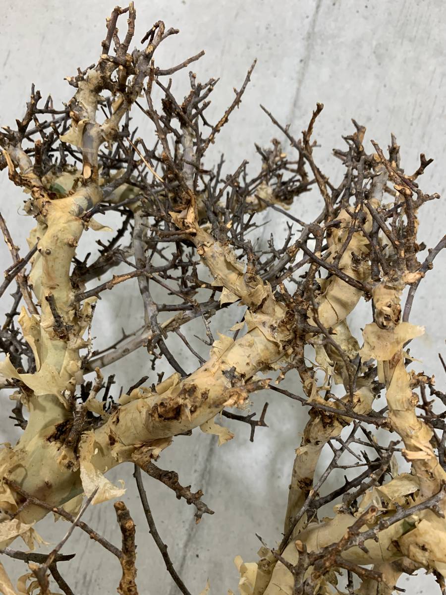 コミフォラ カタフ ピュア ソマリア 特大サイズ commiphora コミフォラ カタフ ピュア ソマリア 特大サイズ commiphora