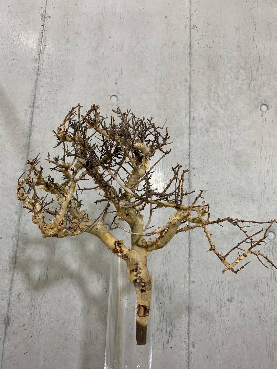 コミフォラ カタフ ピュア ソマリア 特大サイズ commiphora コミフォラ カタフ ピュア ソマリア 特大サイズ commiphora