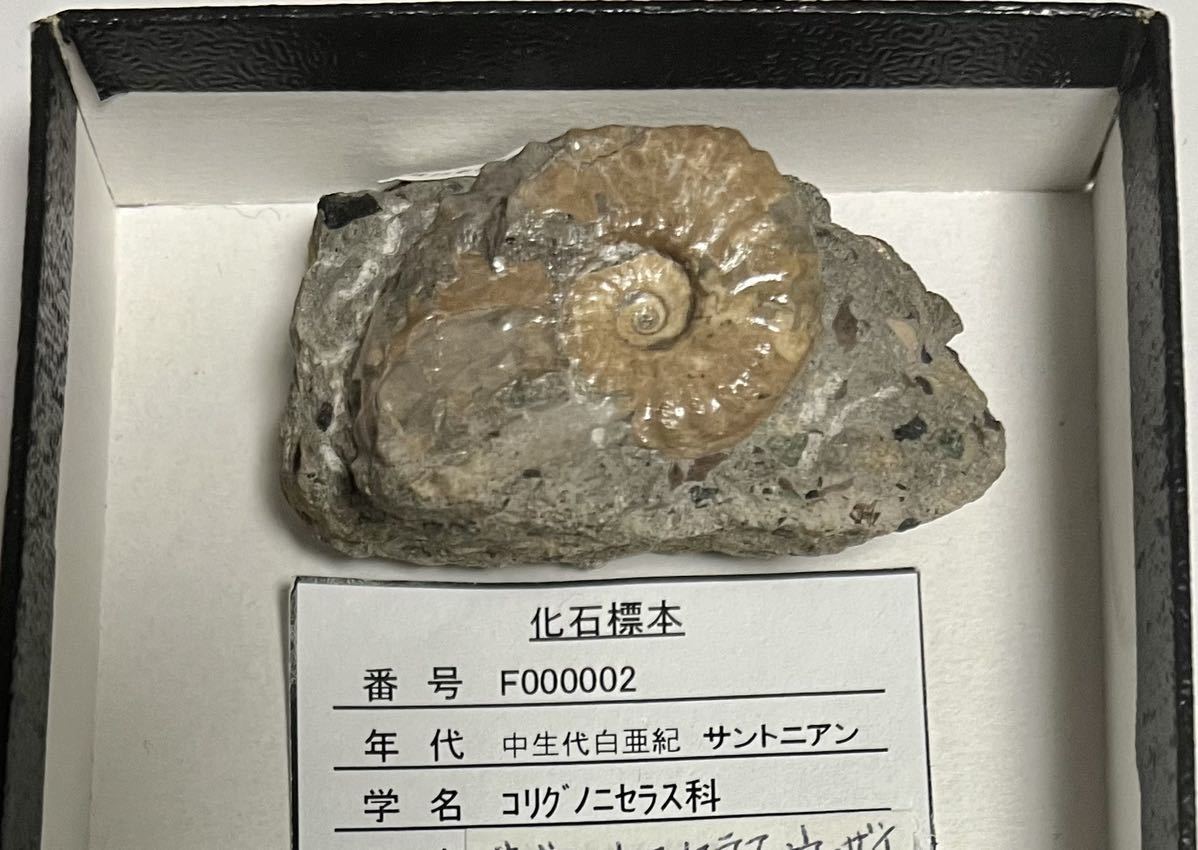 ○北海道の化石 羽幌のサブモルトニセラス ウーザイ ○北海道の化石 羽幌のサブモルトニセラス ウーザイ