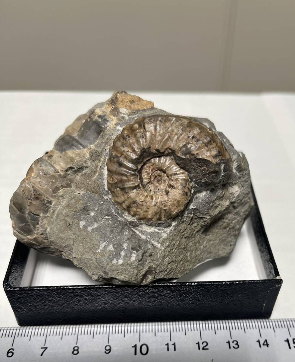 ○北海道の化石 霧立峠のパラテキサナイテス アンモナイト | iece.ie