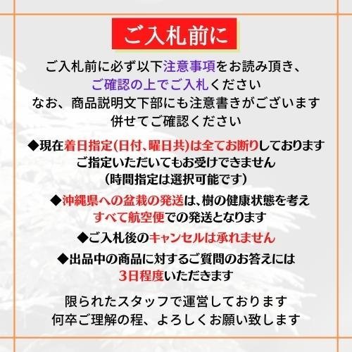 [雨竹亭] 【樹齢約60年 糸魚川真柏】中品盆栽　松柏　屈曲幹芸　捻転姿　完成度高い_画像10