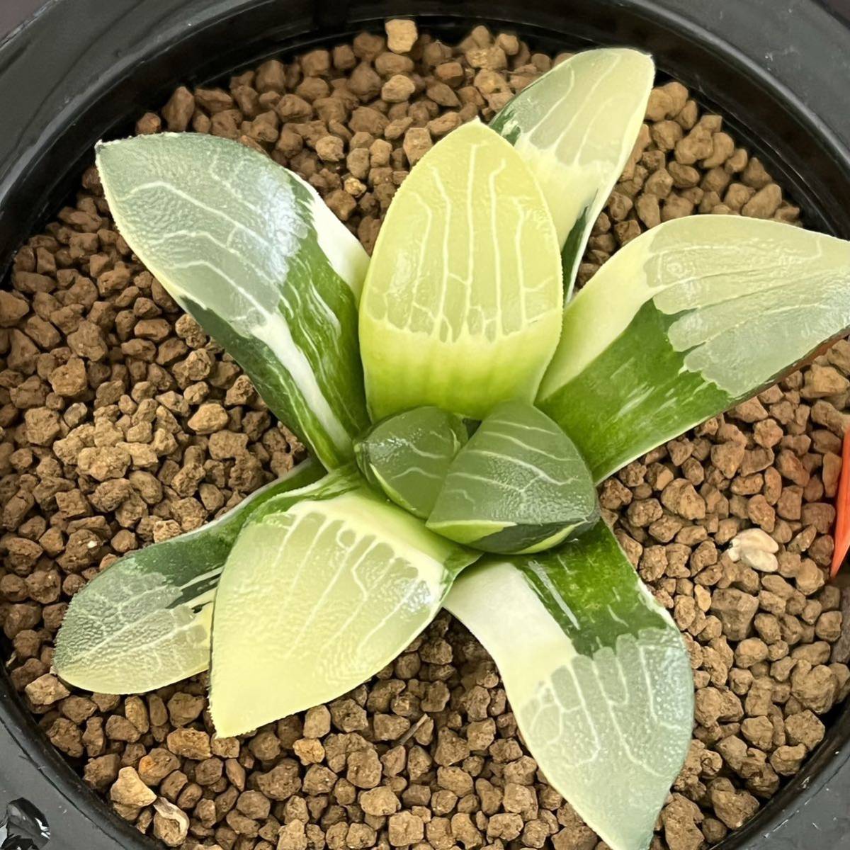 多肉植物 ハオルチア コレクタ錦 実生 植物 | www.vinoflix.com