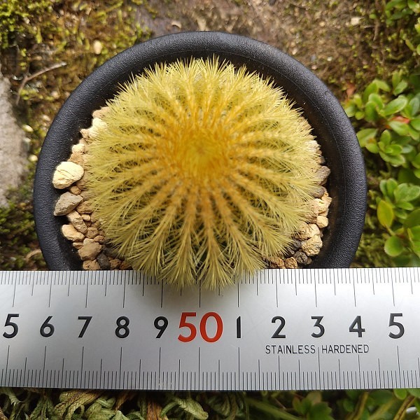 Uebelmannia pectinifera var, eriocactoides 台付 サボテン 多肉植物_画像5