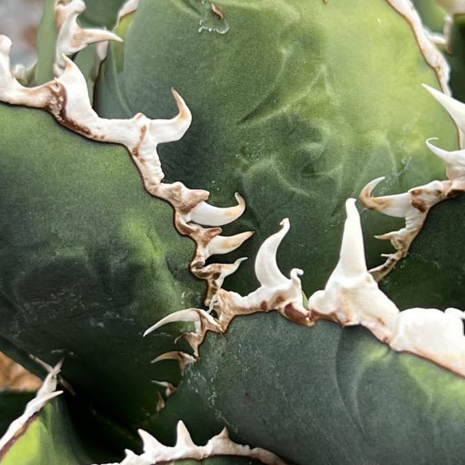 アガベ チタノタ 海王 子株 agave アガベ チタノタ 海王 子株 agave