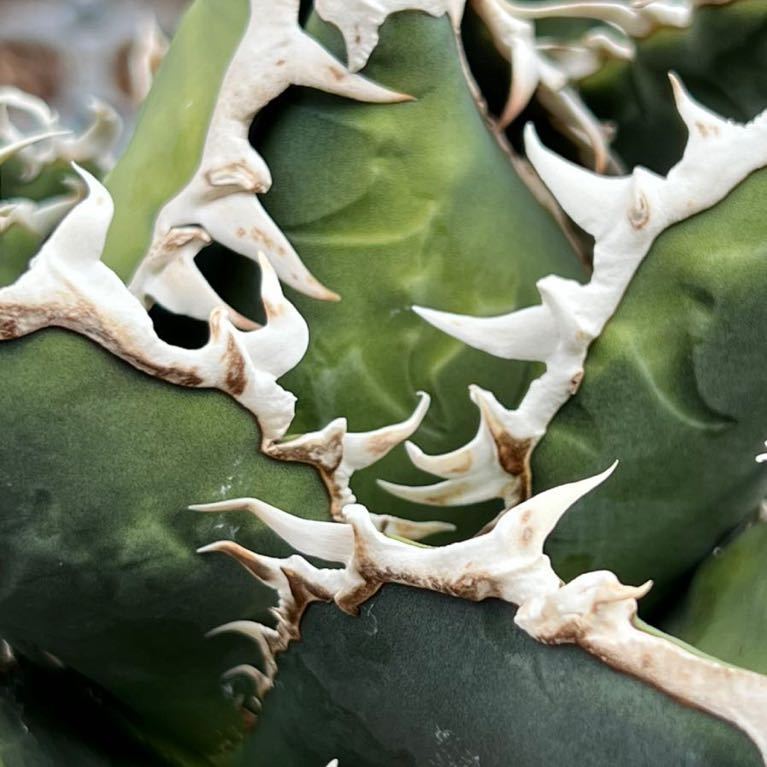 アガベ チタノタ 海王 子株 agave アガベ チタノタ 海王 子株 agave