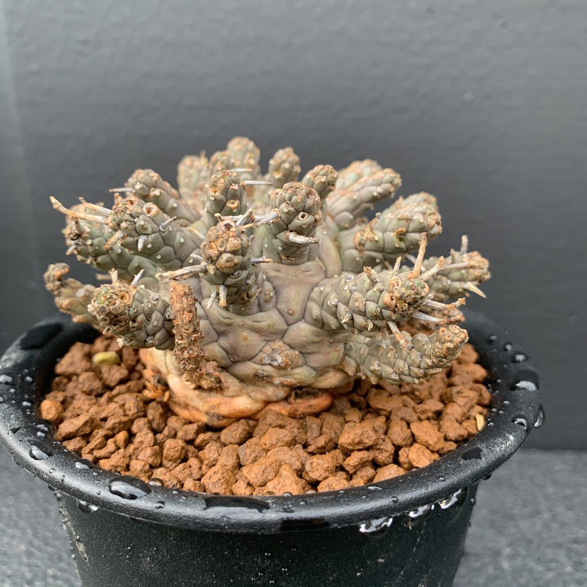 珍種】①ユーフォルビア・デセプタ(Euphorbia decepta)◇検 珍種】①ユーフォルビア・デセプタ(Euphorbia decepta)◇検