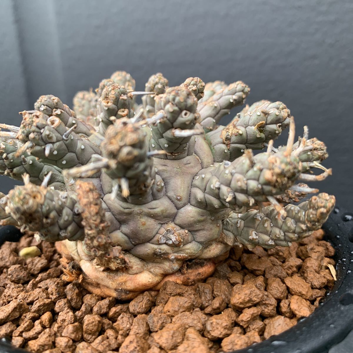 珍種】①ユーフォルビア・デセプタ(Euphorbia decepta)◇検 珍種】①ユーフォルビア・デセプタ(Euphorbia decepta)◇検