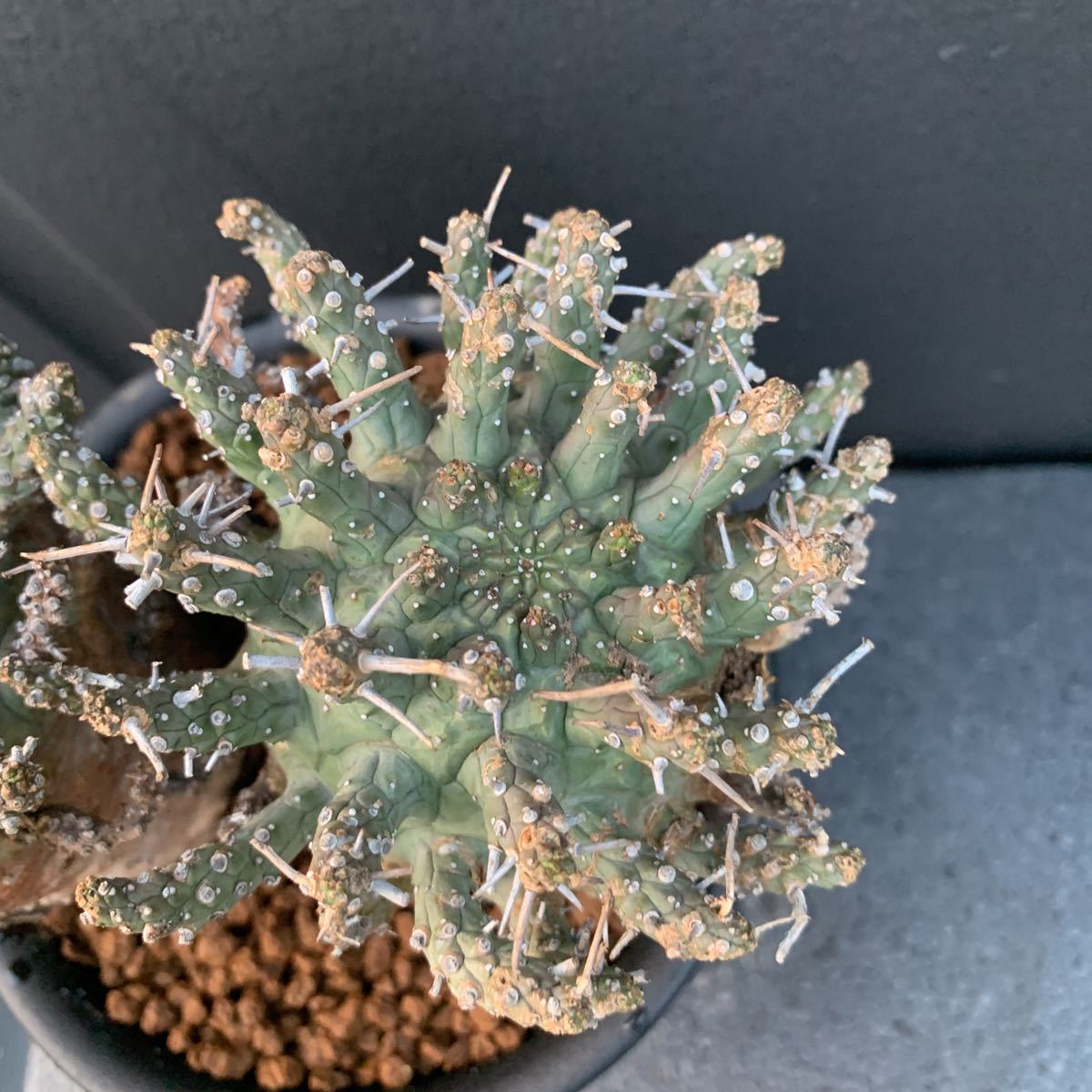 ダブルヘッド】ユーフォルビア・デセプタ(Euphorbia decepta ダブルヘッド】ユーフォルビア・デセプタ(Euphorbia decepta