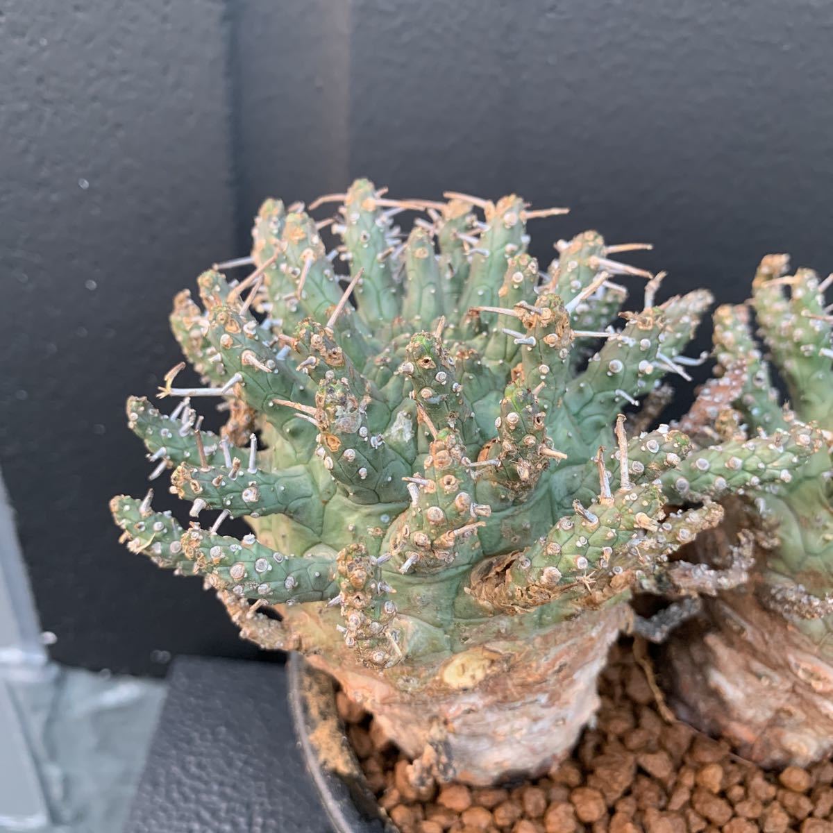 ダブルヘッド】ユーフォルビア・デセプタ(Euphorbia decepta ダブルヘッド】ユーフォルビア・デセプタ(Euphorbia decepta