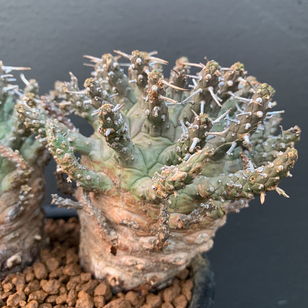 ダブルヘッド】ユーフォルビア・デセプタ(Euphorbia decepta ダブルヘッド】ユーフォルビア・デセプタ(Euphorbia decepta