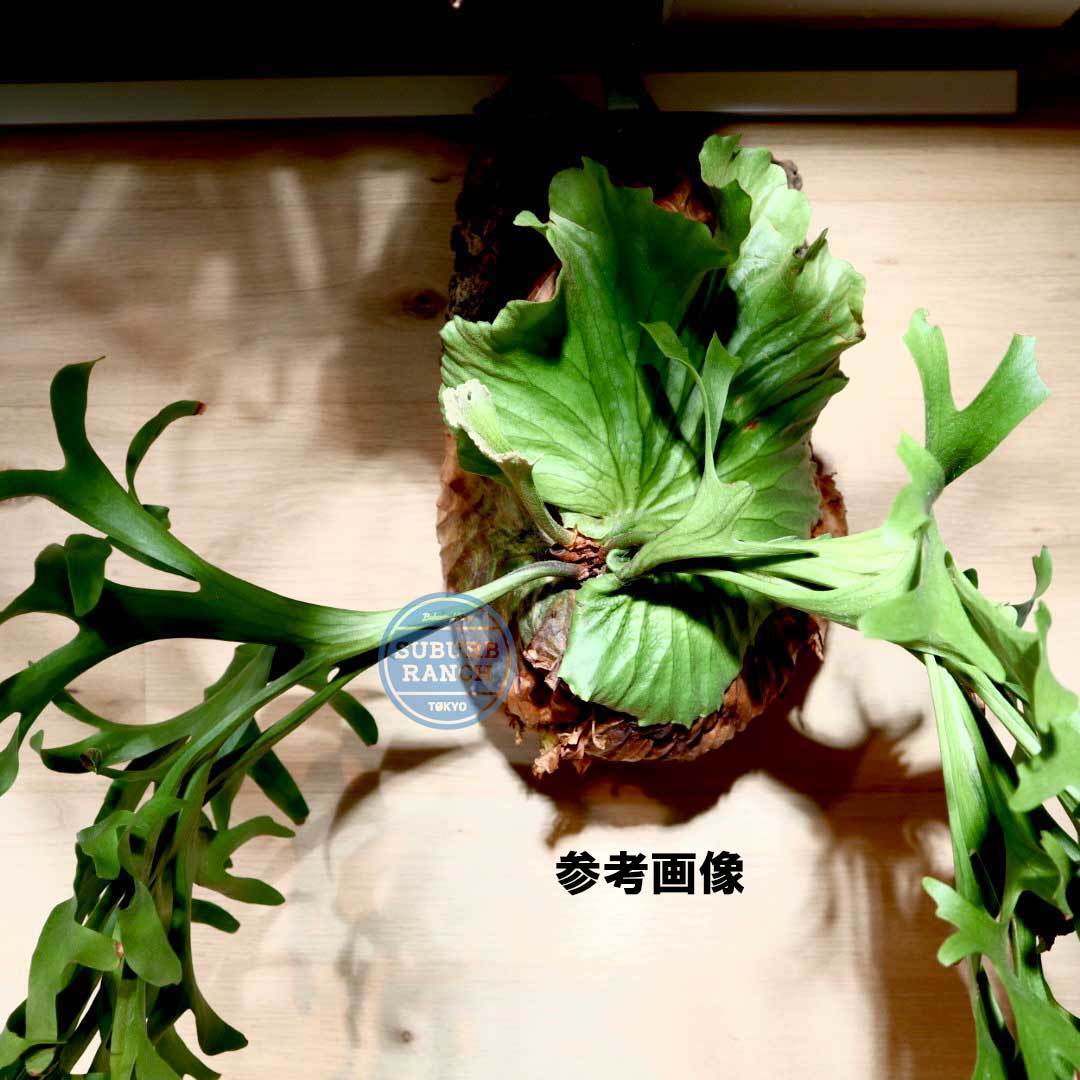 P1149 ビカクシダ キッチャクード P Kitshakood normal リドコロ P1149 ビカクシダ キッチャクード P Kitshakood normal リドコロ