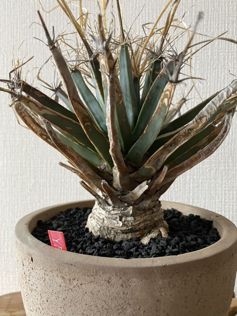 ☆Leuchtenbergia principis 晃山 古株 大株 幹立ち 種子お付けします☆ 幹立ちコレクション 晃山/レウクテンベルギア・プリンキピス 現地実生セット売り