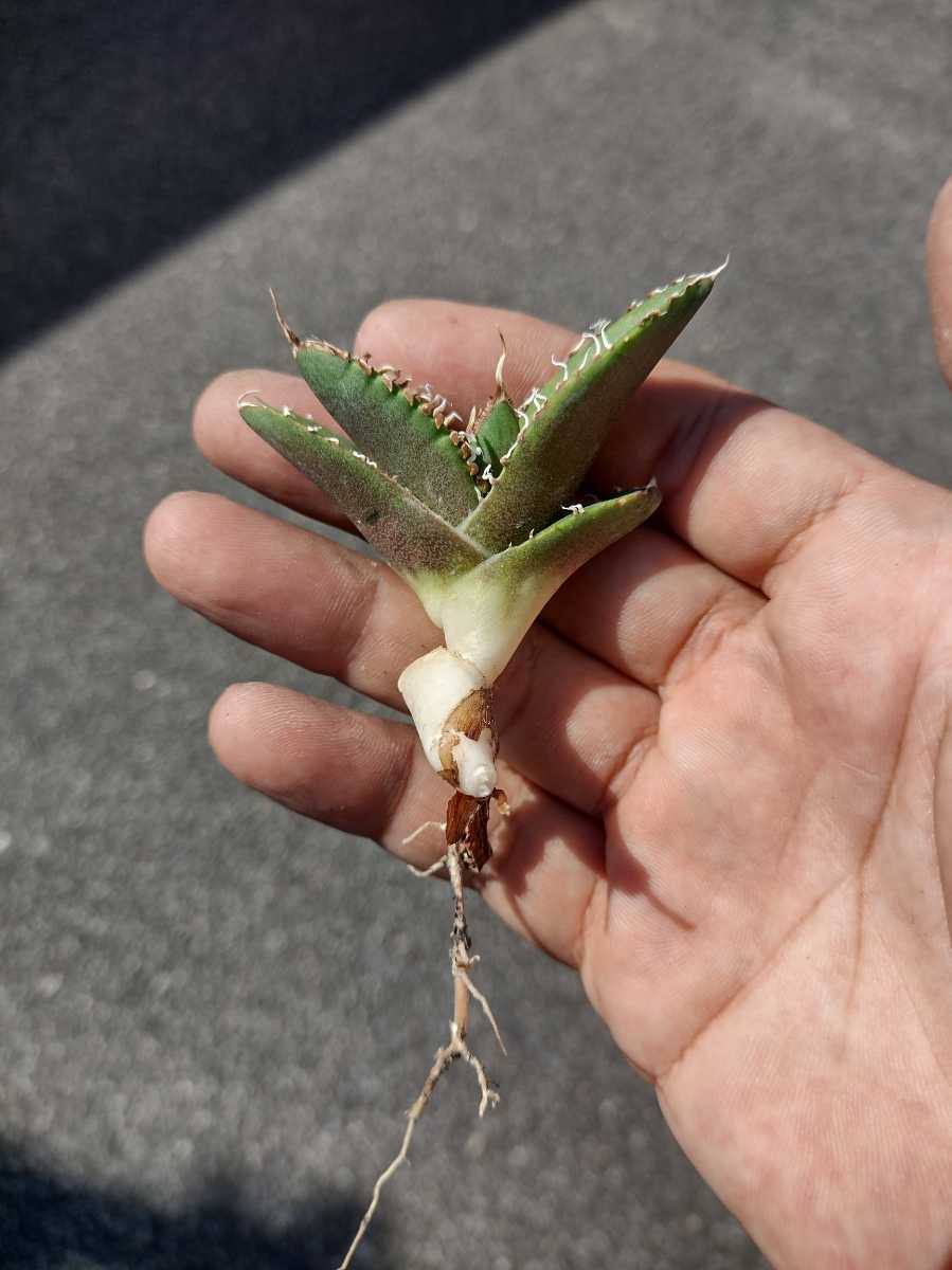 AGAVE TITANOTA 南アフリカダイヤモンドSAD アガベ チタノタ 子株