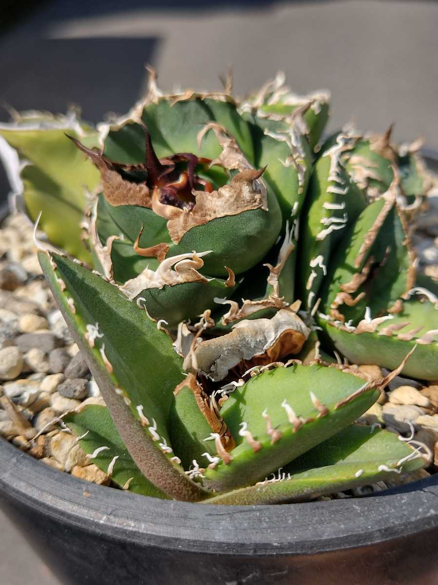AGAVE TITANOTA 南アフリカダイヤモンドSAD アガベ チタノタ 子株