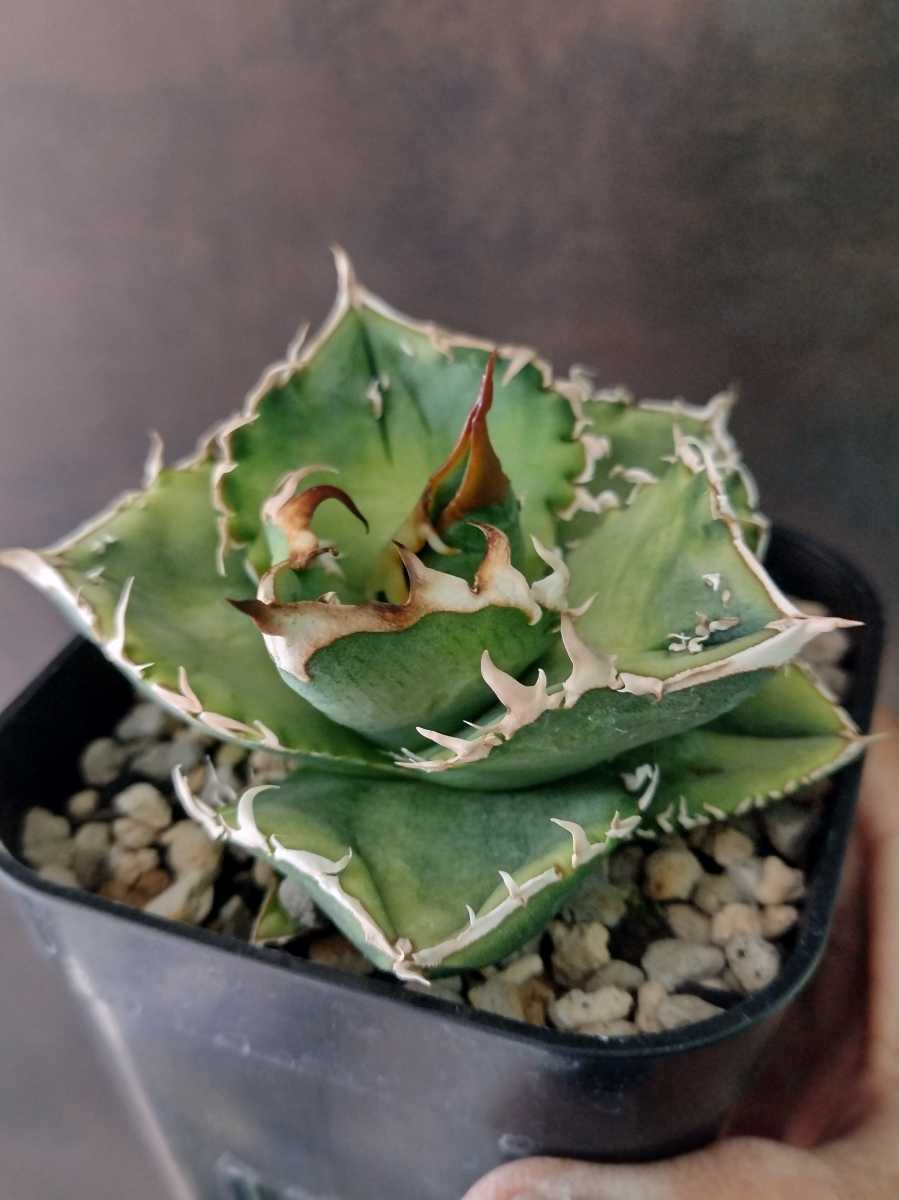 AGAVE TITANOTA】アガベ チタノタ スタッズタイプ ブツブツ 裏刺 表刺 子株 アガベ チタノタ スタッズ 表裏刺