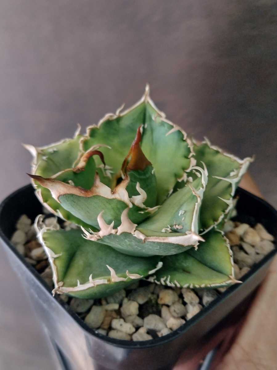 AGAVE TITANOTA】アガベ チタノタ スタッズタイプ ブツブツ 裏刺 表刺 子株 アガベ チタノタ スタッズ 表裏刺