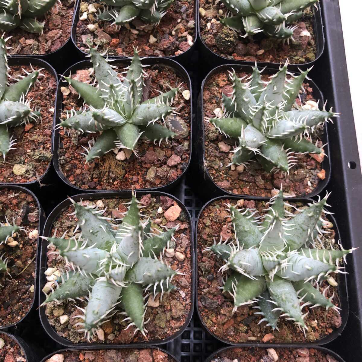 多肉植物 アロエ エリナケア Aloe erinacea 15株 | equipoypartes.com