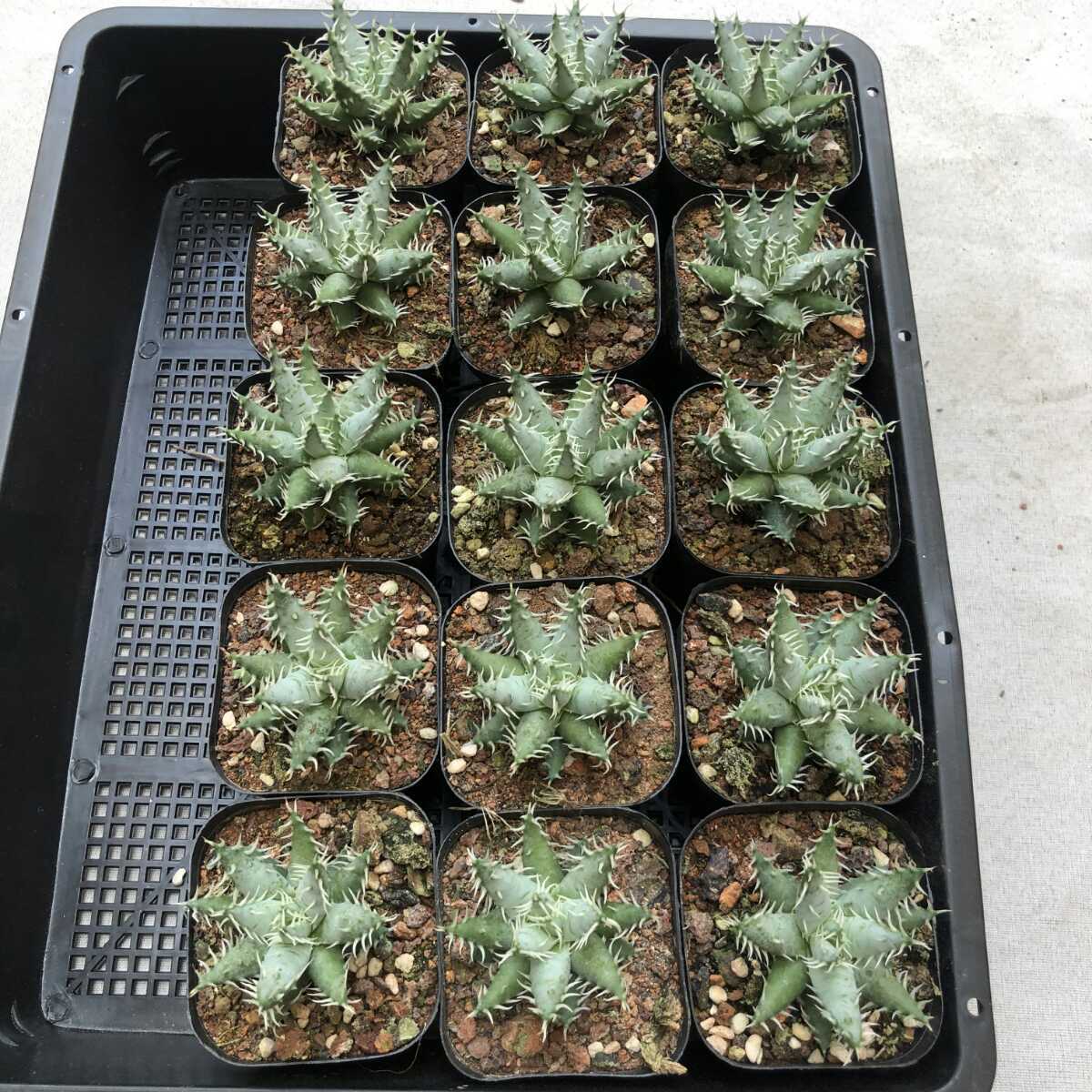 多肉植物 アロエ エリナケア Aloe erinacea 15株 | equipoypartes.com