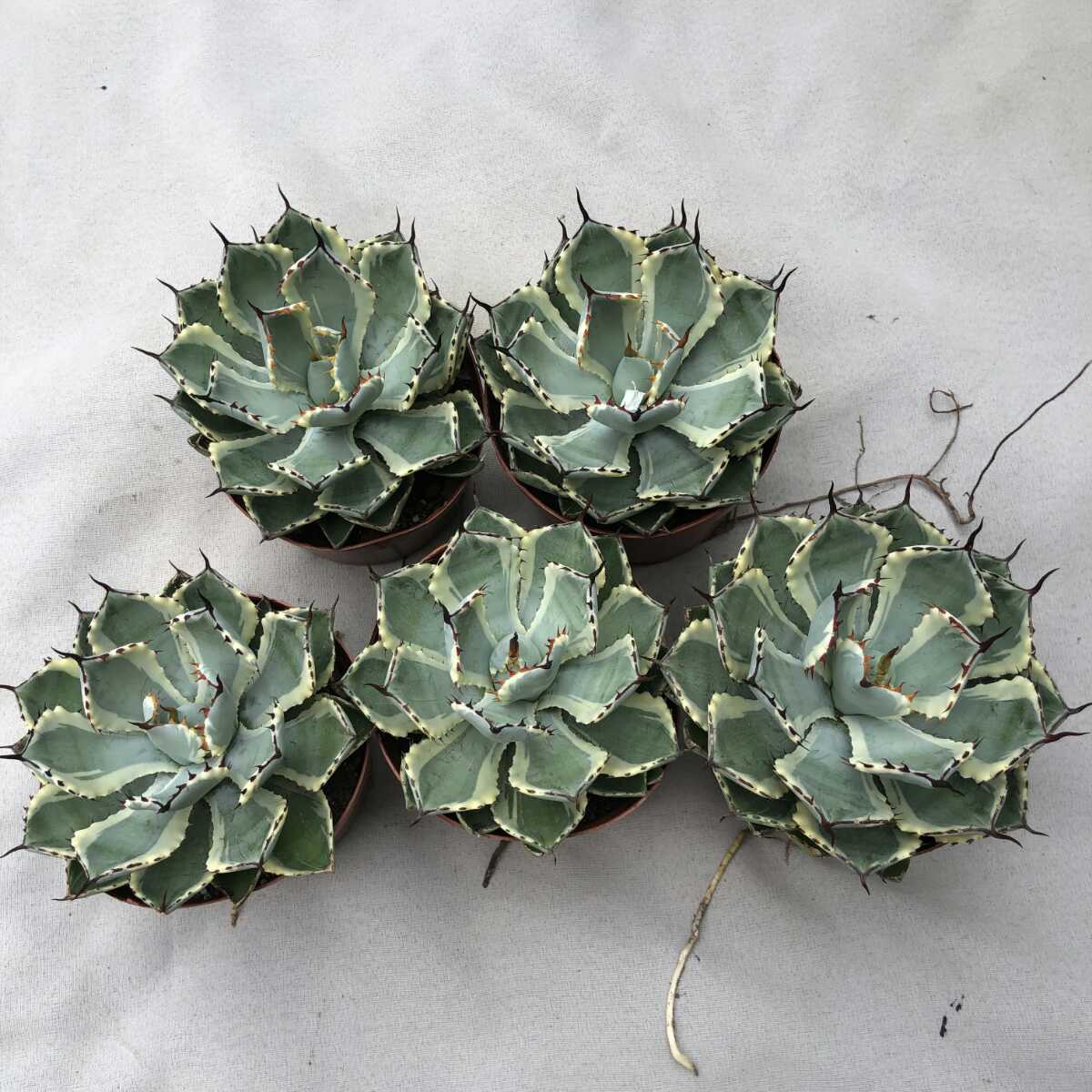 多肉植物アガベ Agave applanata 吉祥冠錦 極美斑 5株 csm.fi.cr