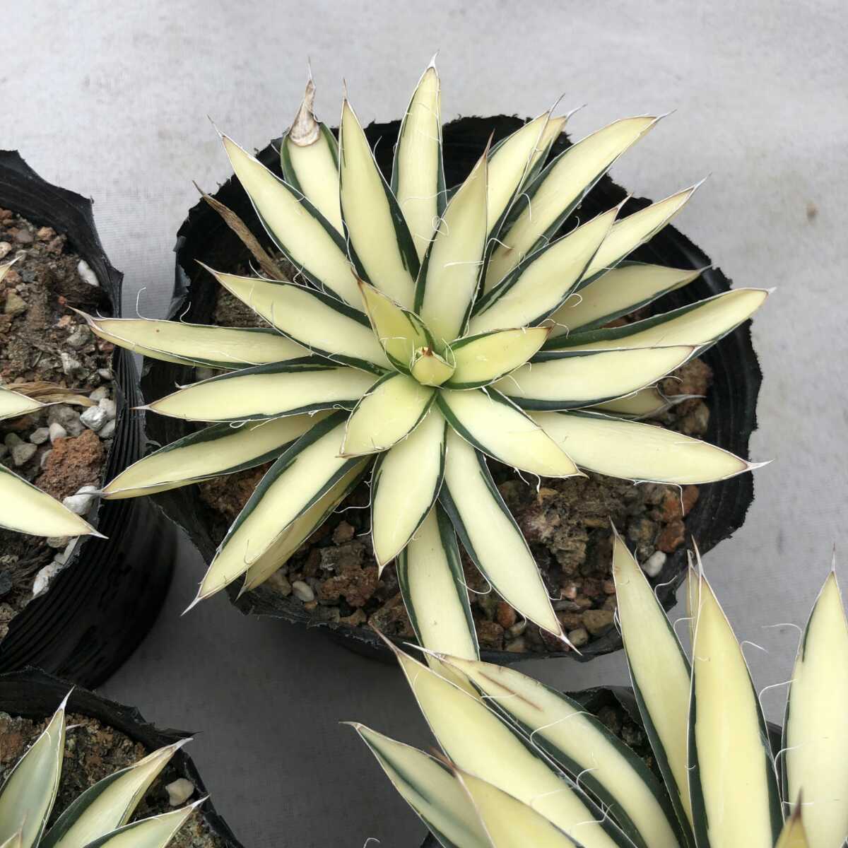 多肉植物 アガベ 姫乱れ雪黄中斑 抜苗 5株