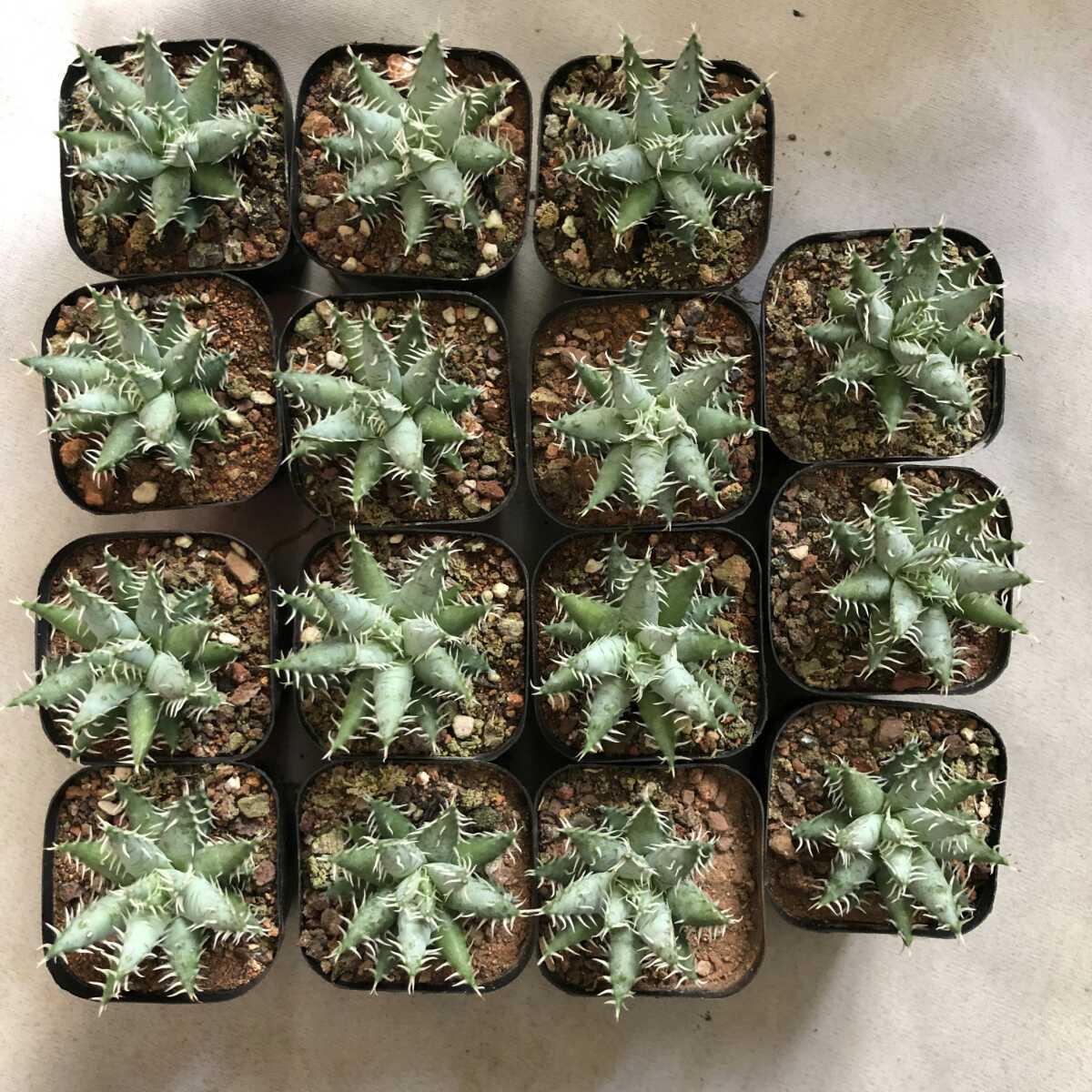 多肉植物 アロエ エリナケア Aloe erinacea 15株同 vittoriosplayas.com