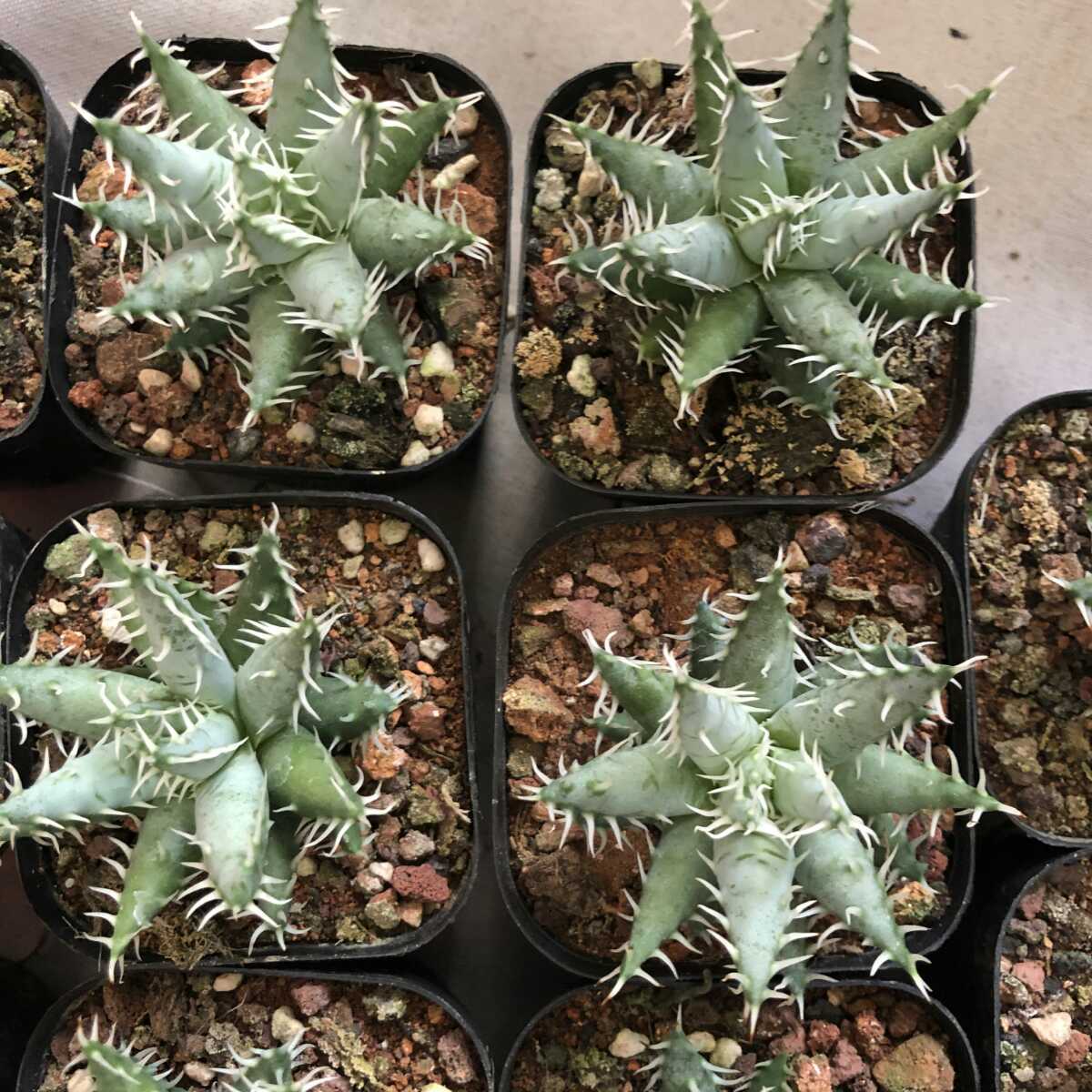 多肉植物 アロエ エリナケア Aloe erinacea 15株同 vittoriosplayas.com