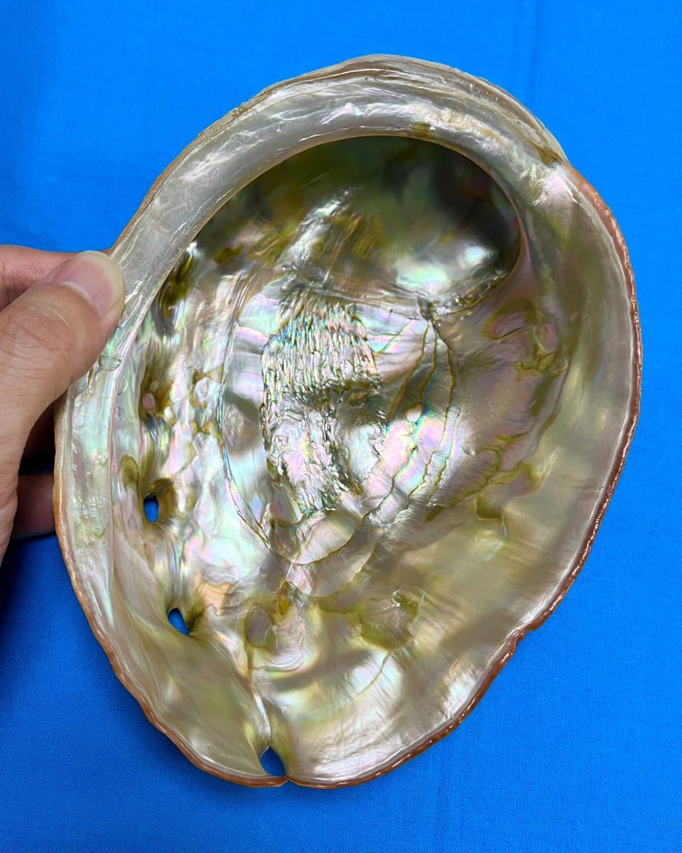 貝殻 アカネアワビ 特大 19cm 極美品 重厚 コーラルレッド 貝 標本 アワビ 鮑 鰒 貝殻 アカネアワビ 特大 19cm 極美品 重厚 コーラルレッド 貝 標本 アワビ 鮑 鰒